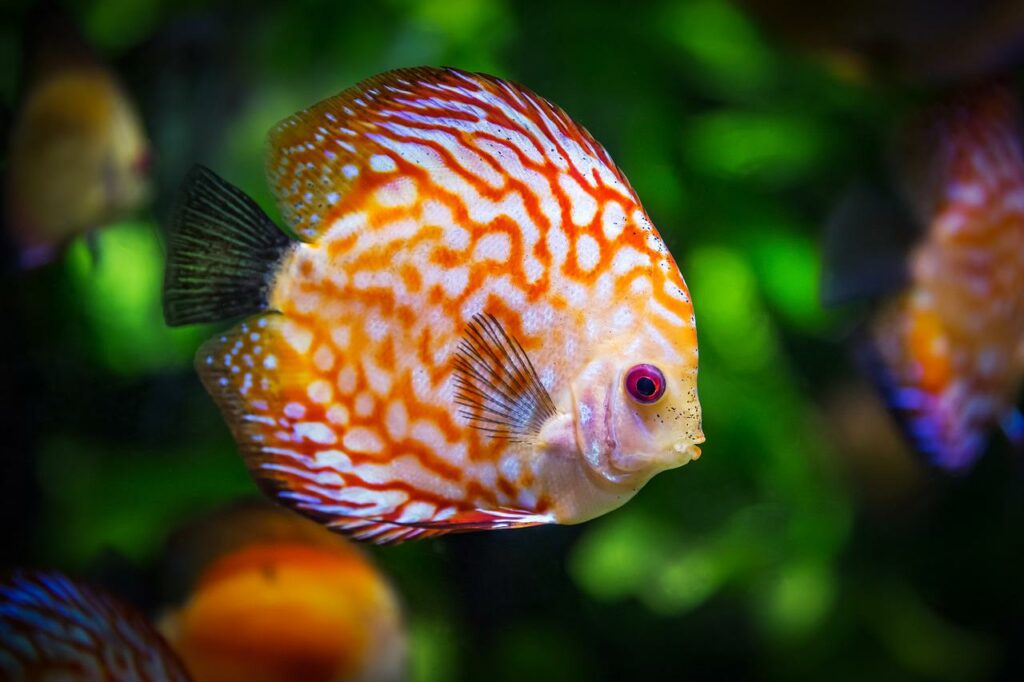 Diskuss Fisch im Aquarium Aquarium Fische fotografieren Tipps und Tricks