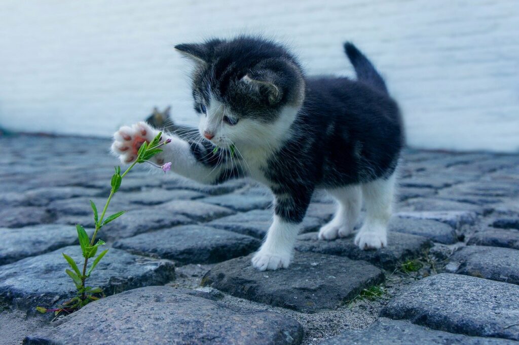 Kleine süße Katze spielt mit Blume Katzen fotografieren Tipps, Tricks und Einstellungen