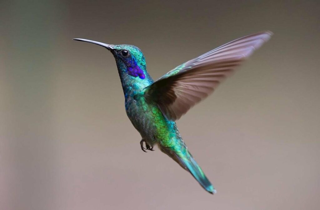 Kleiner Kolibri im Flug Kleine Vögel im Flug fotografieren Tipps und Tricks