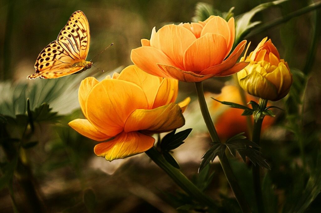 Schmetterling landet auf Blume Schmetterlinge fotografieren Welches Objektiv
