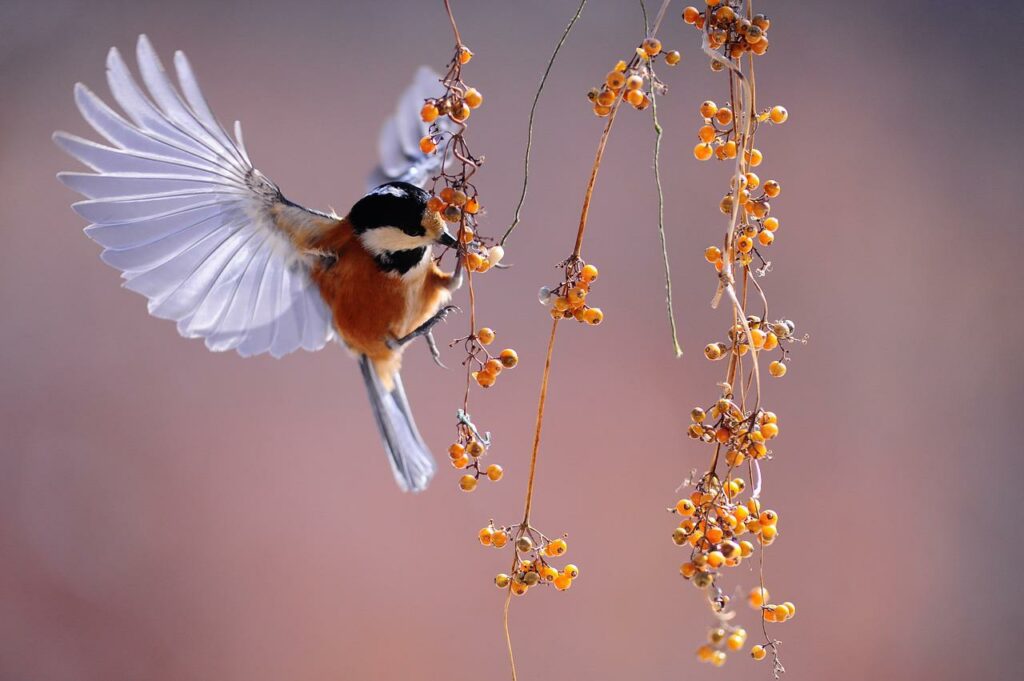 Vogel an Beerenstrauch Vögel fotografieren Tipps und Tricks für Anfänger