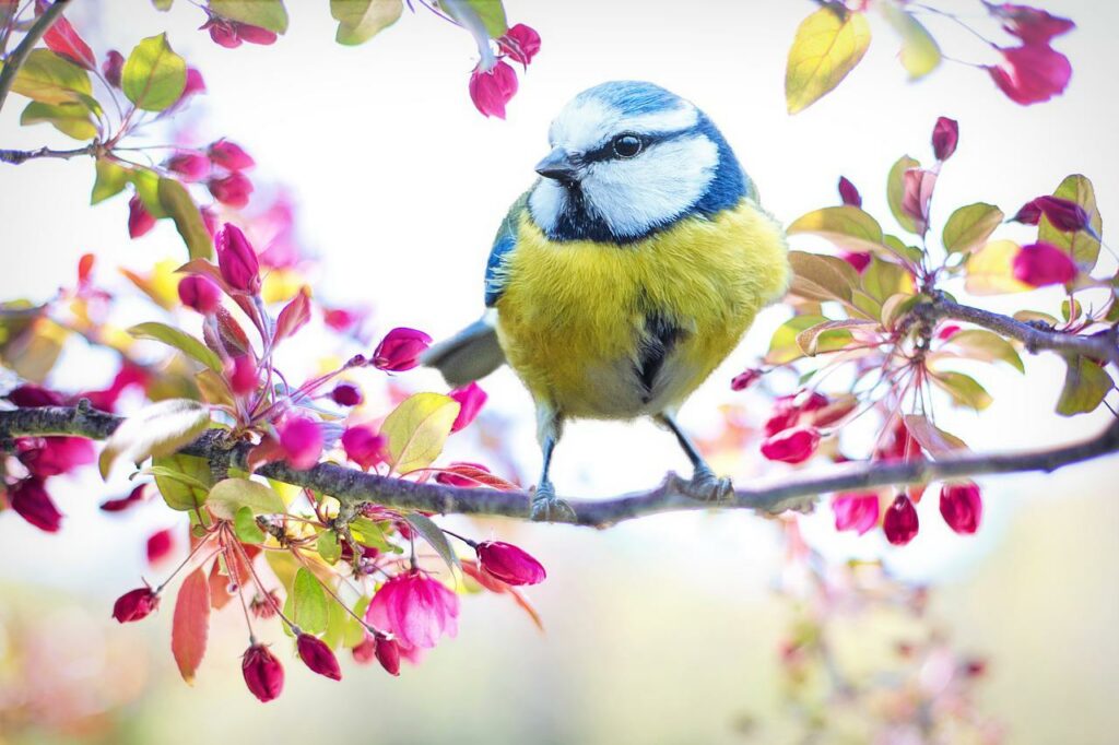 der perfekte Schnappschuss einer Blaumeise Welches Objektiv für Vogelfotografie