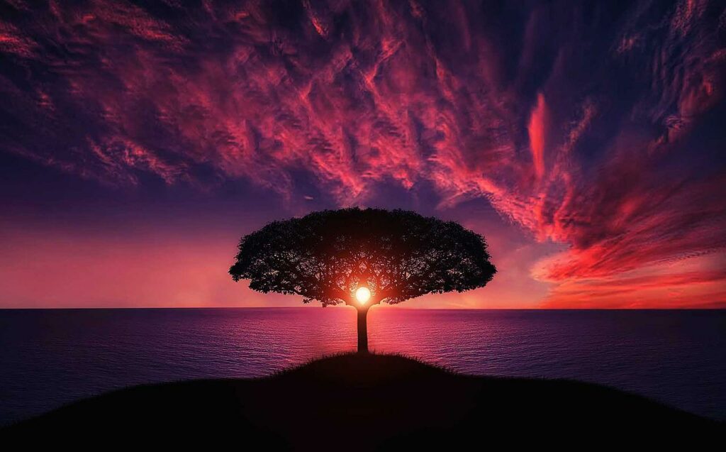 Baum Sonnenuntergang traumhaftes Foto Lohnt sich ein Fotografie Studium