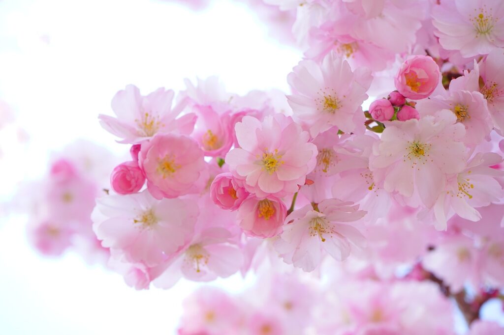 Pflanze pink Kirschblüte Makro Pflanzen fotografieren Tipps Belichtung, Schärfe und Präzision