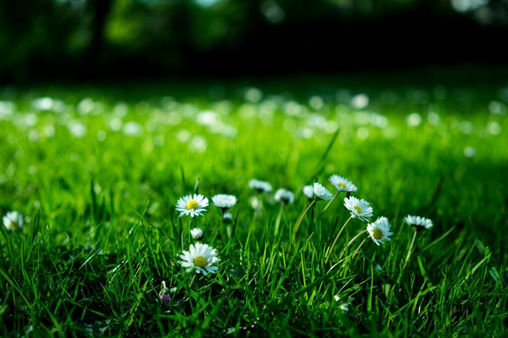 Garten Gänseblümchen Gras Flexibel und effektiv Vielfältige Anwendungsbereiche für Doppelstabmattenzäune